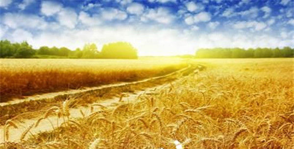 【農(nóng)業(yè)政策】關(guān)于進一步優(yōu)化審批服務(wù)推動農(nóng)業(yè)企業(yè)加快復工復產(chǎn)的通知