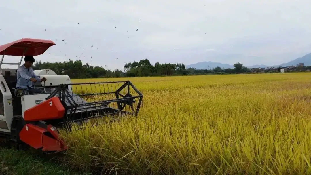 廣東省農業龍頭補貼 廣東省農業龍頭補貼